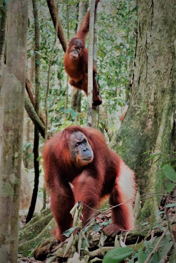 Bukit Lawang Ξενοδοχείο Εξωτερικό φωτογραφία