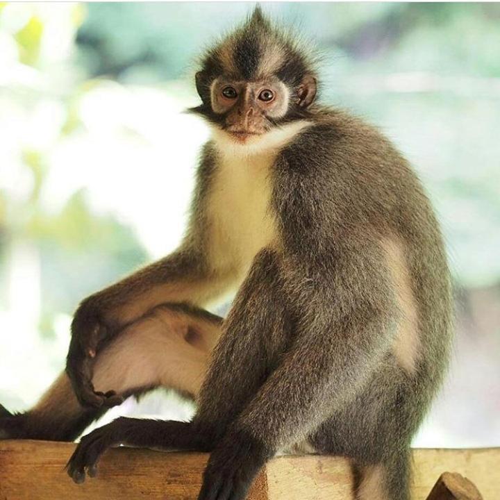 Bukit Lawang Ξενοδοχείο Εξωτερικό φωτογραφία
