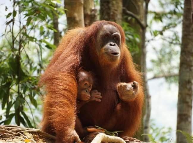 Bukit Lawang Ξενοδοχείο Εξωτερικό φωτογραφία